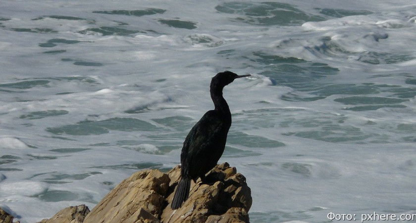Жительница Камчатки спасла попавшего в беду баклана