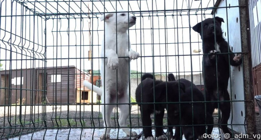 Открытые двери открытым сердцам: вилючинский приют для животных приглашает гостей