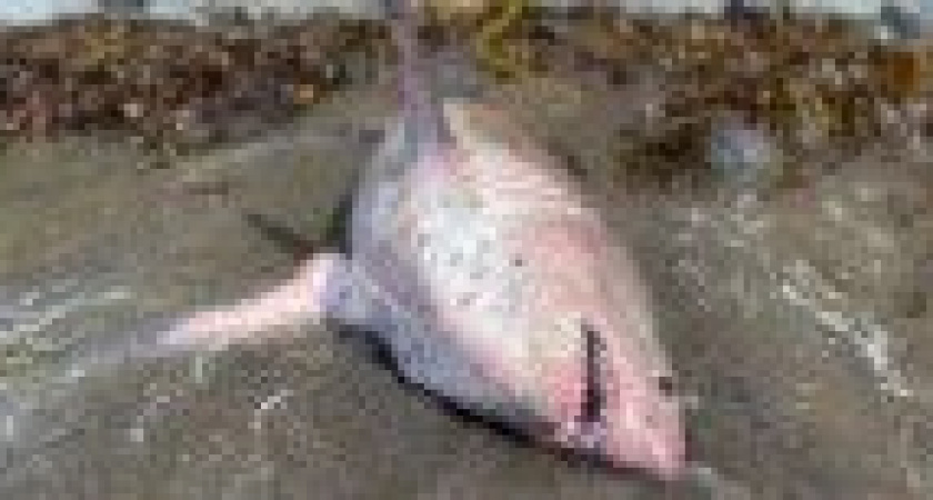 На берег Камчатки выбросилась акула (фото)