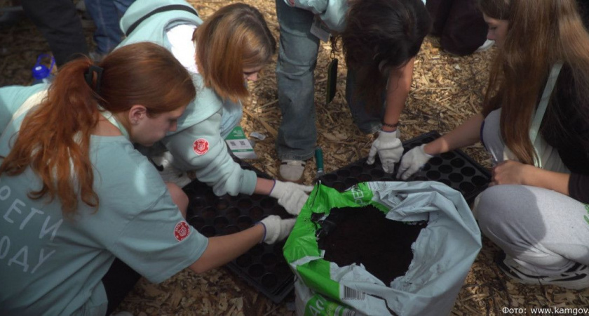 На Камчатке участников экофорума учили высаживать семена каменной березы