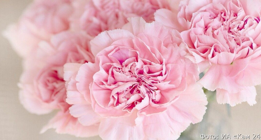 Цветы перед 1 сентября подорожали вдвое