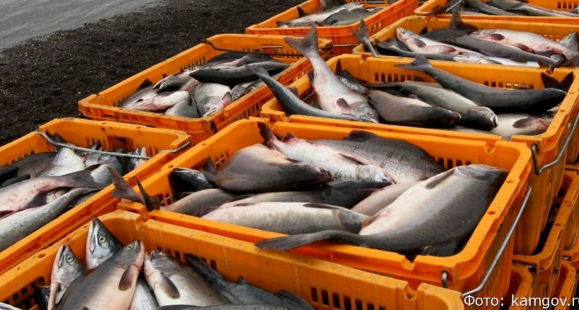 Камчатка лидирует по показателям путины этого года