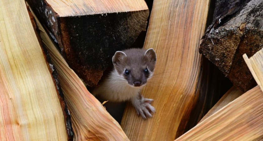 Горностай в поисках еды был замечен на кордоне «Кроноки»