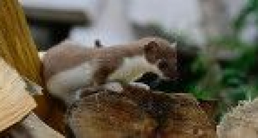 На Камчатке воришка-горностай пробрался на кордон в поисках вкусностей (фото)