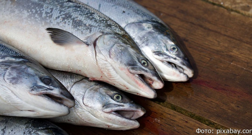 Председатель СК России поставил на контроль проблему камчатского «Колхоза Красный труженик»