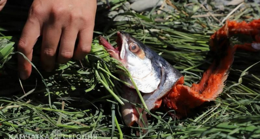 Министерство рыбного хозяйства на Камчатке проведет прием граждан