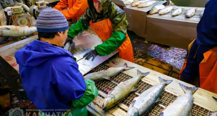 Лососёвая путина на Камчатке вступила в завершающую стадию