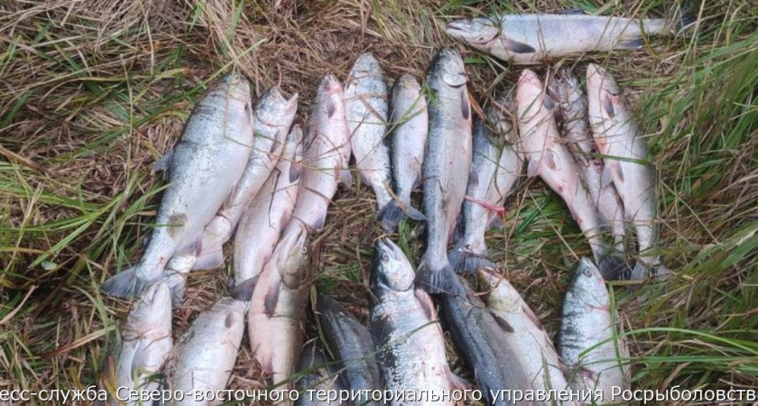 На Камчатке двое браконьеров добыли 20 кижучей и одну кету