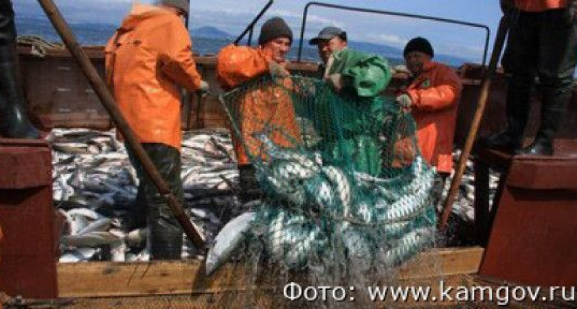 На Камчатке зарплаты работников рыбной отрасли достигли 370 тысяч рублей в месяц