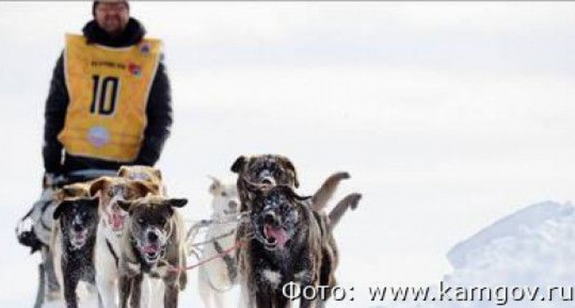 Камчатка и Чукотка подписали соглашение о совместном проведении гонки на собачьих упряжках
