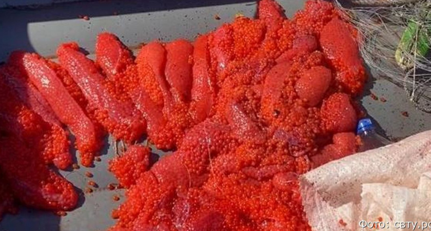 На озере в Елизовском районе браконьер заготовил почти 15 килограммов икры