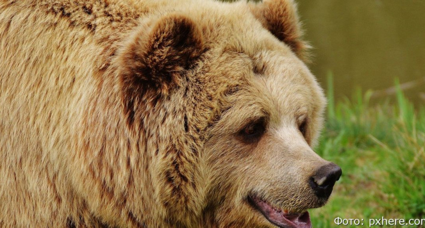 Медведь погрыз собаку в посёлке Елизовского района