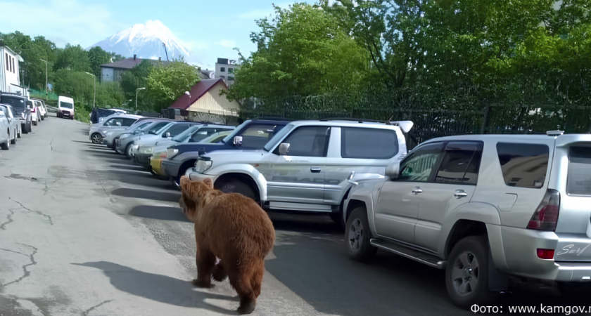 С начала года на Камчатке отстрелили 155 медведей