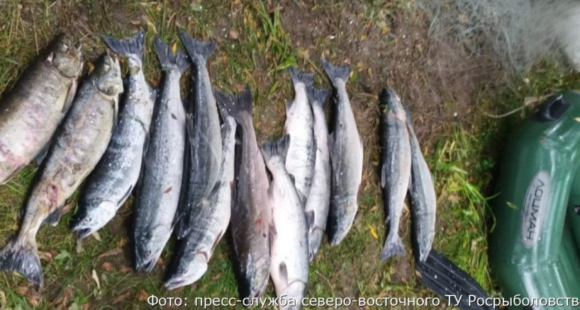 На Камчатке задержали очередного браконьера с кетой и кижучем