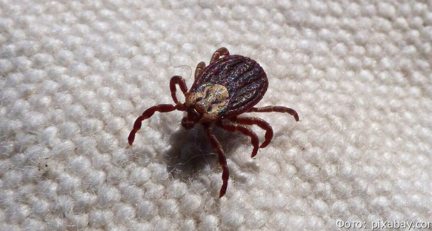 В России распространяется тяжелая форма клещевого энцефалита