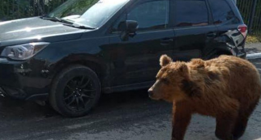 Выходы медведей к людям должны оперативно отслеживаться — губернатор Камчатки