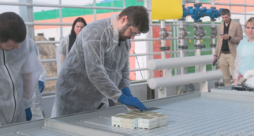 На Камчатке в новом тепличном комплексе высеяли первую семечку