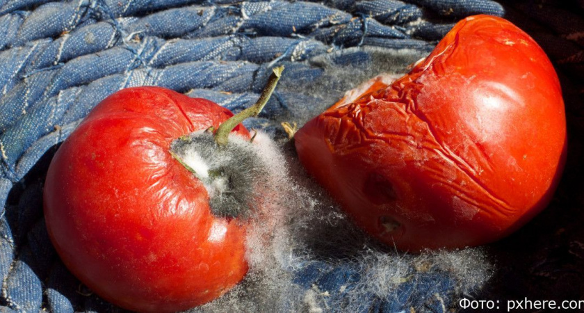 Камчатские предприниматели торговали овощами среди плесени, крыс и гнилья