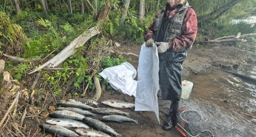 Незаконная «охота на лосося» обернётся уголовным делом для жителя Камчатки