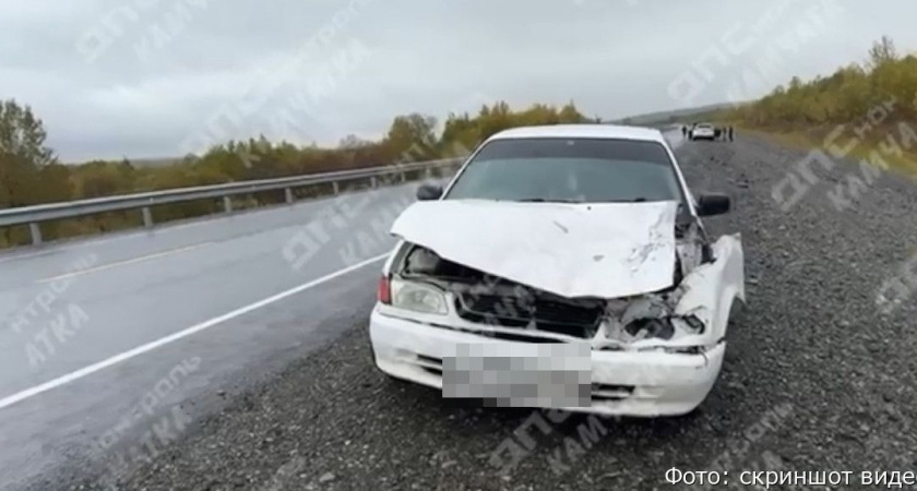 Соцсети: на Камчатке водитель сбил медведя и скрылся (видео)