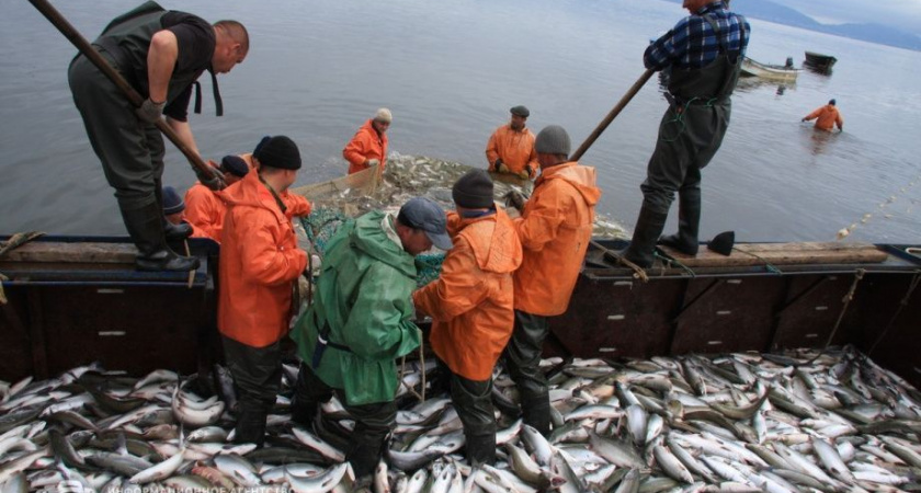 Губернатор Солодов поручил сохранить объём реализуемой продукции по проекту «Камчатская рыба»