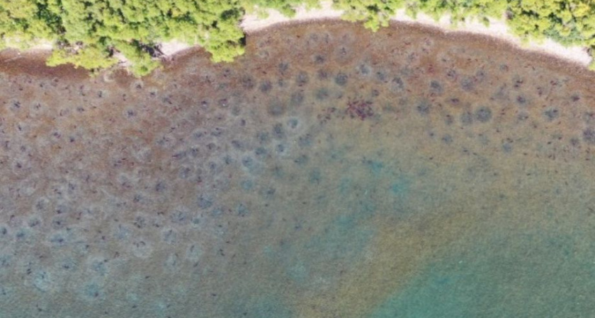 Нерка ценит постоянство — камчатские ихтиологи о нересте этого вида лососёвых