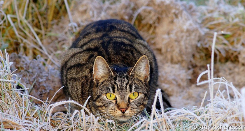 Гороскоп на 14 сентября: Весам и Львам нужно на время затаиться