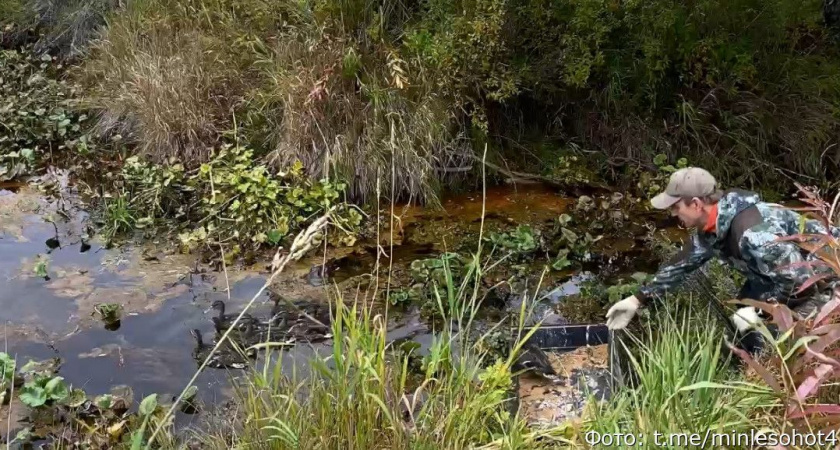 На Камчатке выпустили в дикую природу спасённых утят (видео)