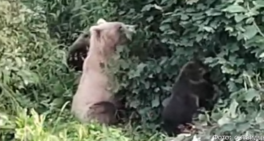 Медведи-садоводы: в Вилючинске мать с медвежатами устроила перекус на дачном участке