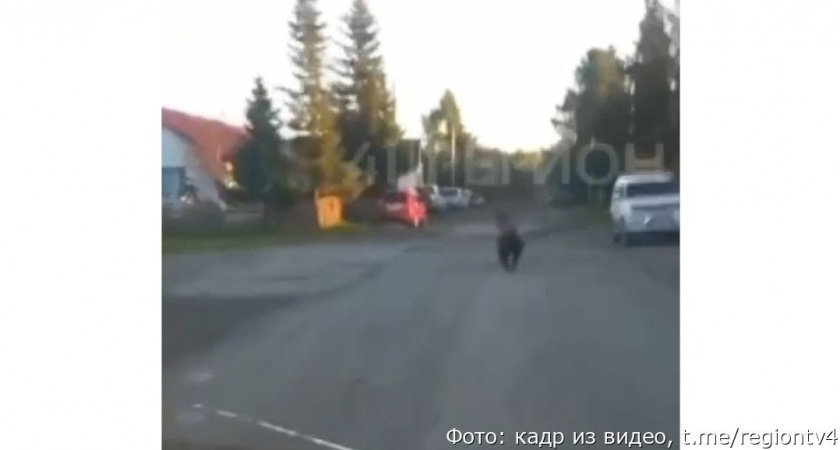 В камчатский посёлок Раздольный наведался медведь (видео)