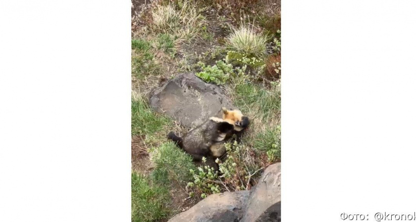 Мягкая сила: на Камчатке удалось снять борющихся сурков (видео)