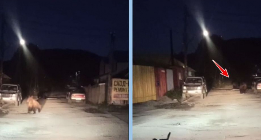 Три медведя гуляли у магазина «Оружейник» на Камчатке