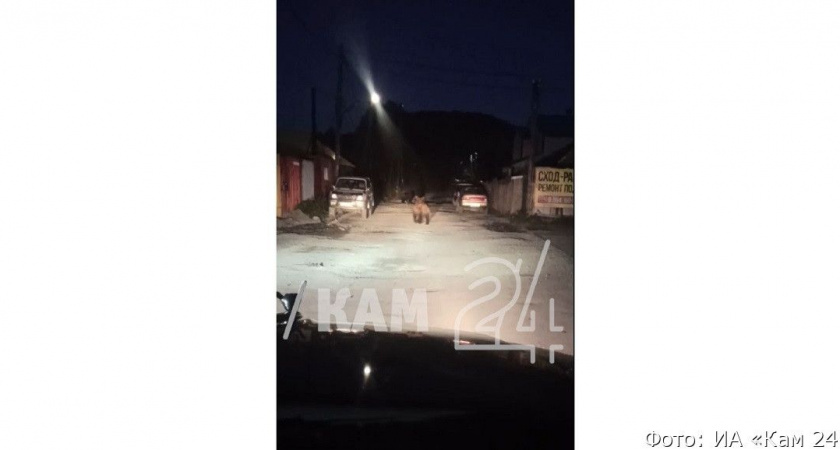 На Камчатке автомобилисты нарвались на медвежью семью в гаражах (видео)