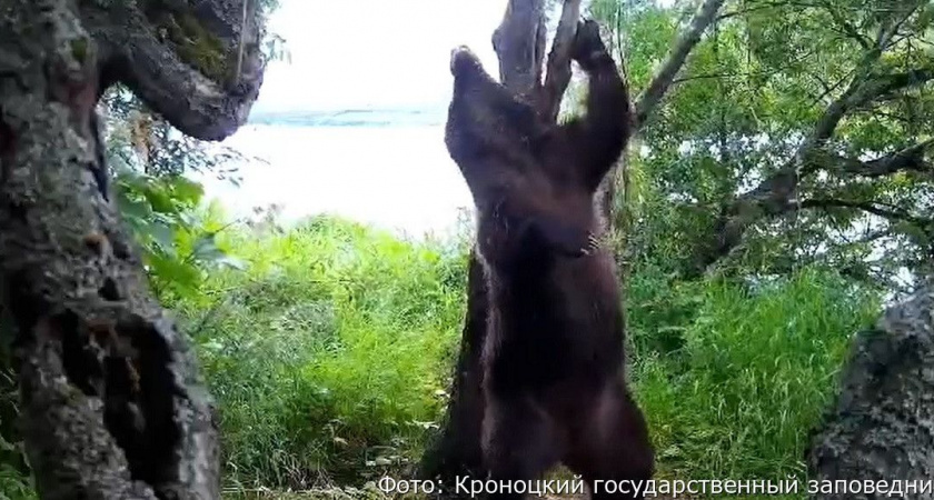 В заповедниках Камчатки обитают дружелюбный медвежонок и медведь-танцор (видео)