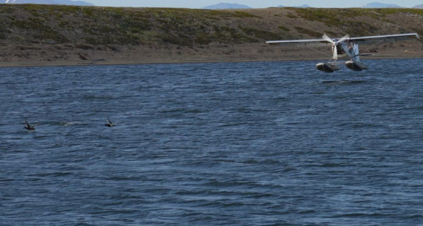 Редких птиц впервые пересчитали «с воздуха» в Корякском заповеднике на Камчатке 
