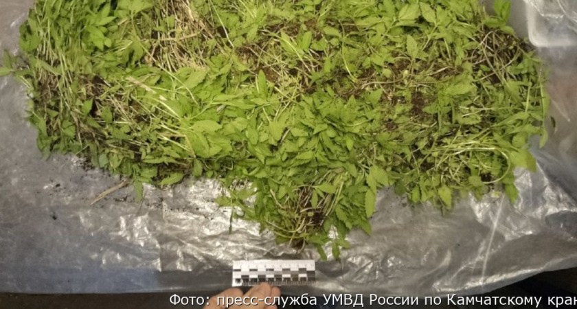На Камчатке полицейские собрали более шести килограммов наркотиков