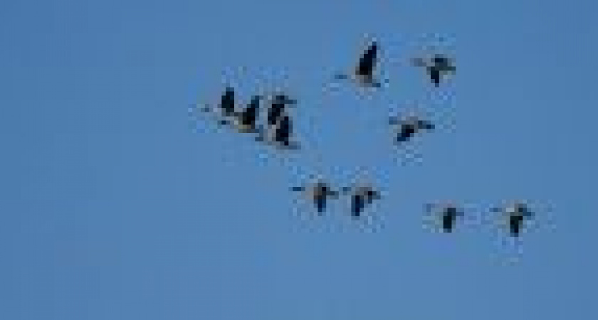 Летят гуси: на Камчатке пересчитали птиц с борта гидроплана (видео)