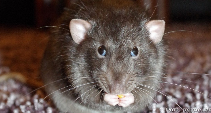 В Петропавловске-Камчатском Роспотребнадзор потребовал очистить от крыс площадки ТКО