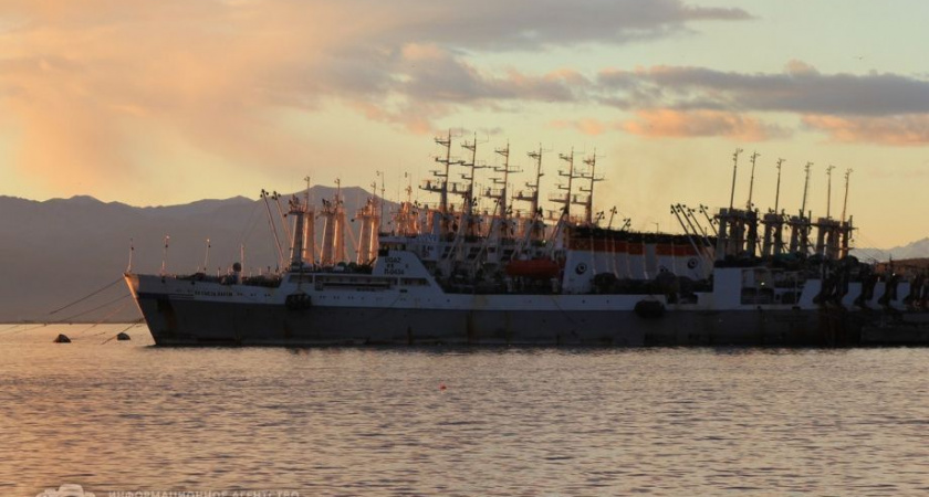 ВАРПЭ: Иваси — один из самых массовых видов рыбы, добываемых в России