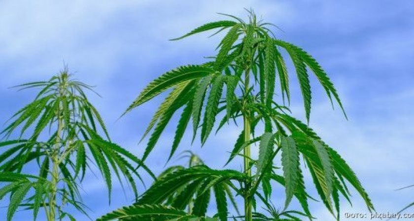 Мильковскому «аграрию» грозит срок за 279 кустов конопли