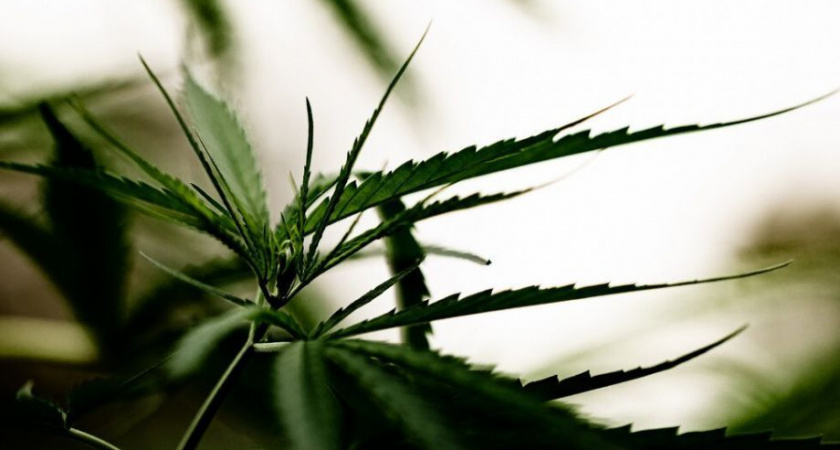 Запасливого нарко-агрария из Мильково ждут в судебном заседании