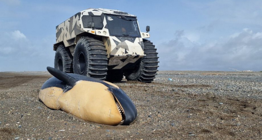 Сергей Лебедев: «Ужасная трагедия около реки Морошечная» на Камчатке