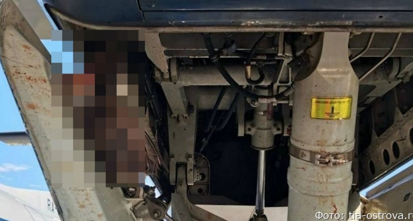 На Дальнем Востоке чайка подбила пассажирский самолёт, заходивший на посадку