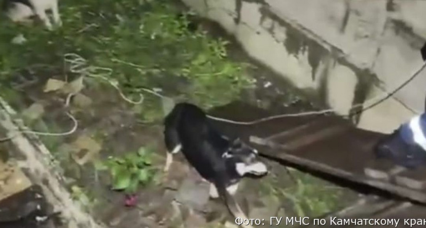 Трёх застрявших в глубокой яме собак спасли в Петропавловске-Камчатском (видео)