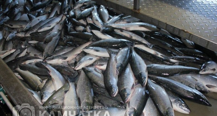 Российские рыбаки выловили почти 3,7 миллиона тонн водных биоресурсов