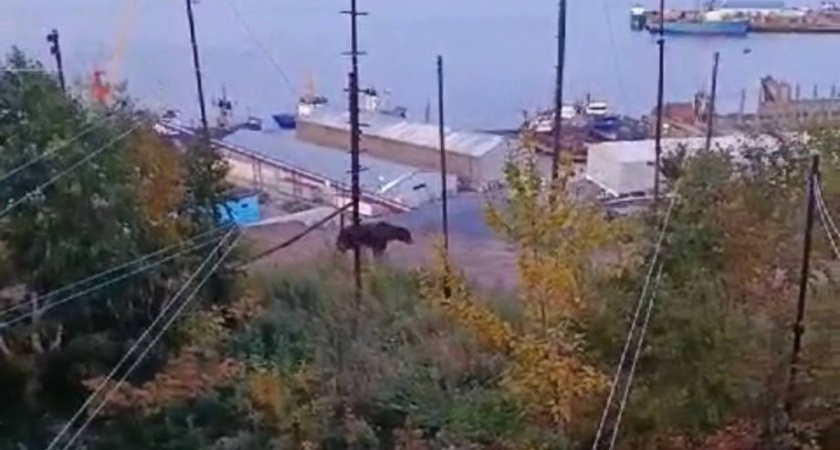 Нашествие: Медведей снова видели в разных районах Петропавловска