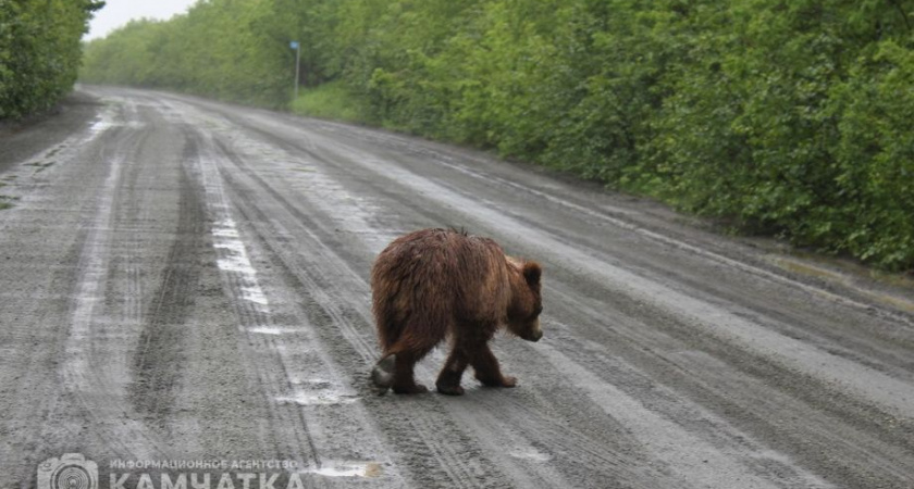 Карту выхода медведей в населённые пункты разработали на Камчатке