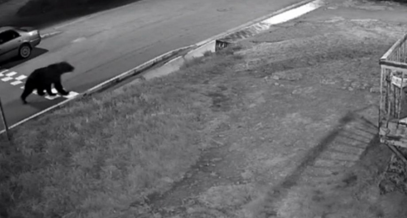 Отстрел медведей идёт в ПКГО на Камчатке