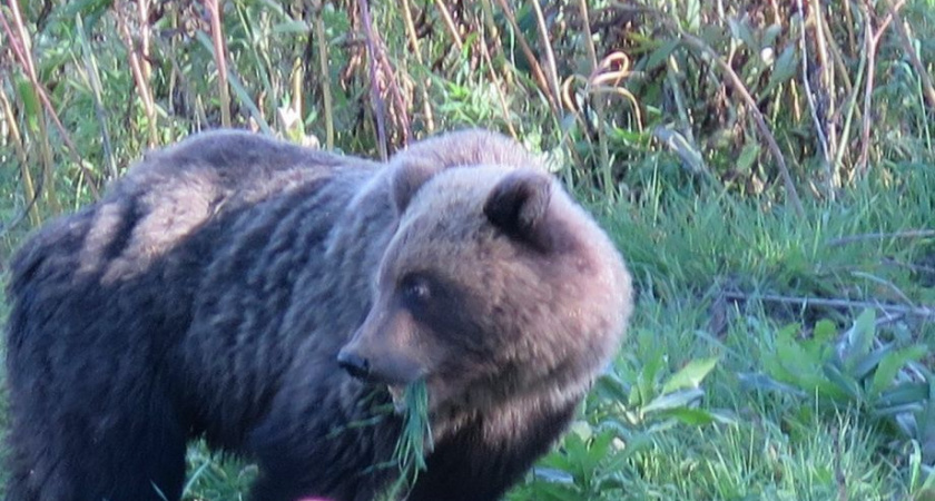На улице Высотной в Петропавловске замечен медведь