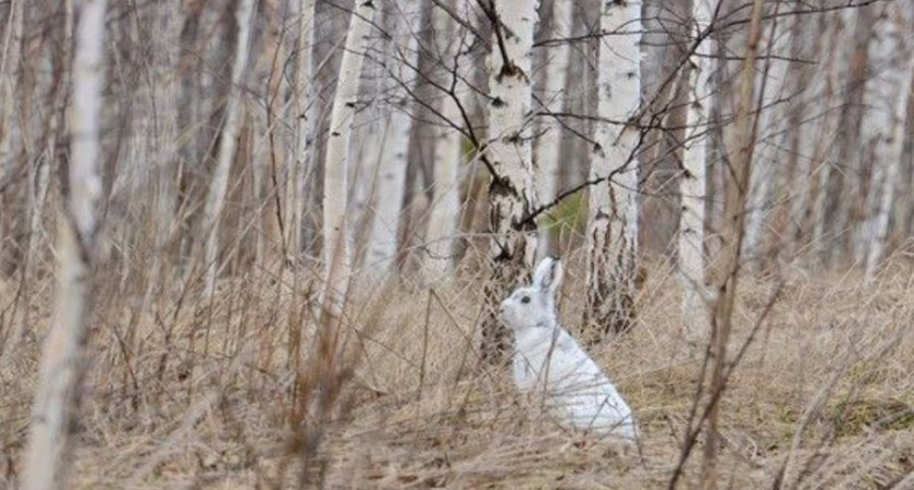 В Камчатском крае стартовал сезон охоты на зайца-беляка